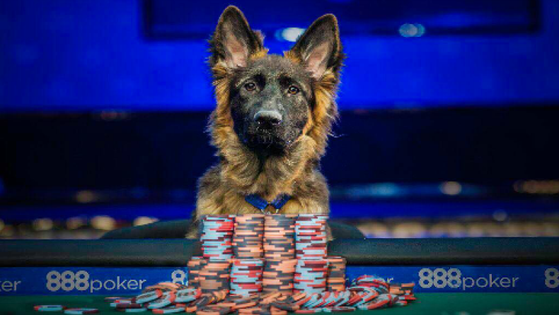 Για πρώτη φορά σκύλος παίζει στο Παγκόσμιο Πρωτάθλημα Πόκερ (video)