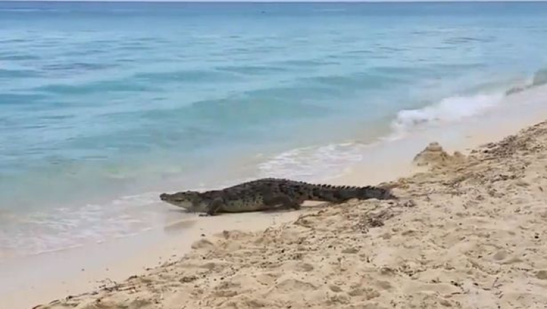 Κροκόδειλος περπατά σε παραλία ανάμεσα στους τουρίστες! (vid)