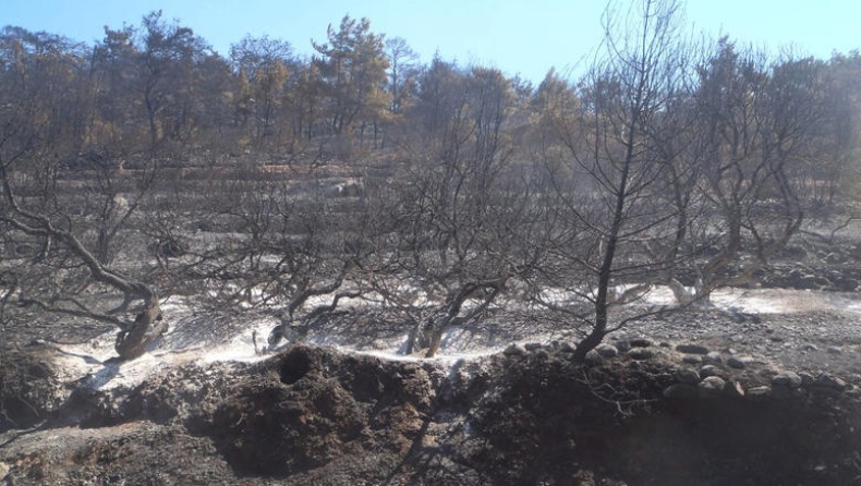 Eικόνες θλίψης από τα καμμένα μαστιχόδεντρα στη Χίο (pics)