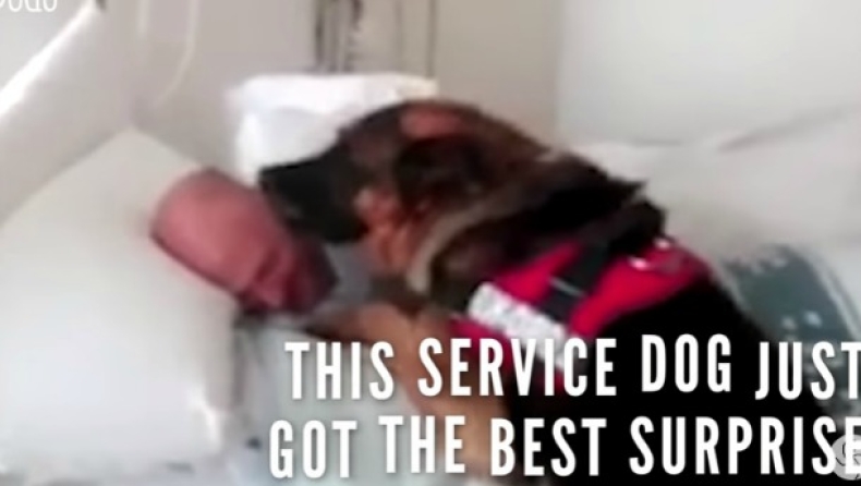 Σκύλος επισκέπτεται τον ιδιοκτήτη του στο νοσοκομείο! (vid)