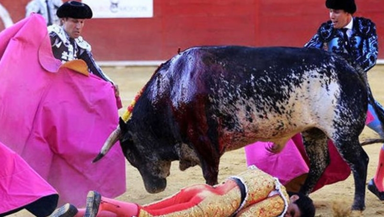 Σάλος στην Ισπανία! Θα σφάξουν τη μητέρα του ταύρου που σκότωσε τον ματαδόρ