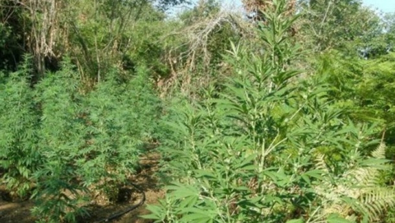 Καλαμάτα: Εντοπίστηκε «ορφανή» φυτεία χασίς με 141 δενδρύλλια