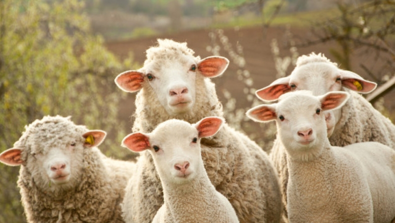 Τι κάνουν σήμερα οι 4 κλώνοι του πρόβατου Dolly;