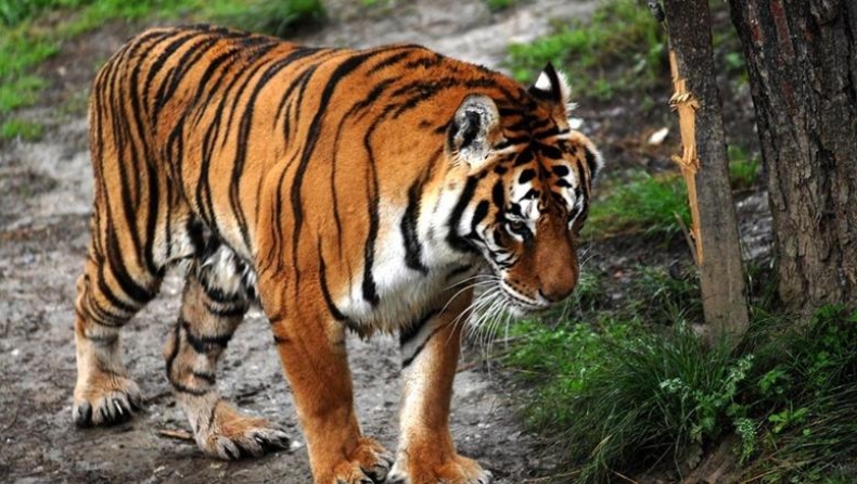 Κρητικοί ισχυρίζονται ότι είδαν τίγρη στο νησί