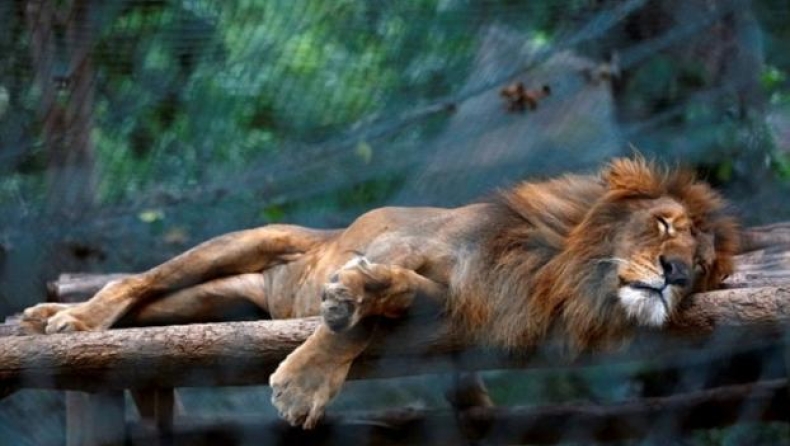 Στην Βενεζουέλα έφαγαν ζώα από ζωολογικό κήπο