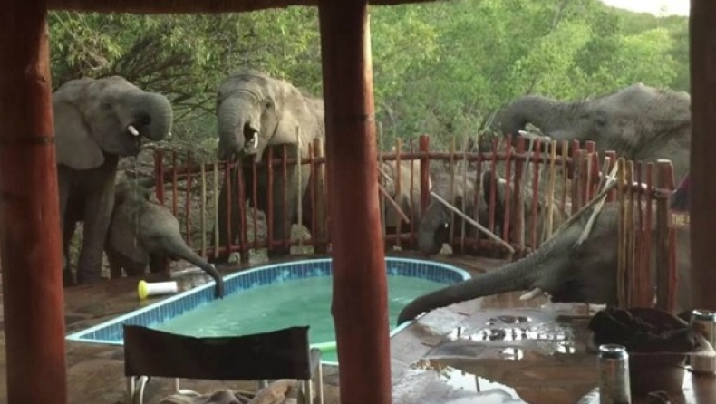 Ελέφαντες... δροσίζονται σε πισίνα οικογένειας (vid)