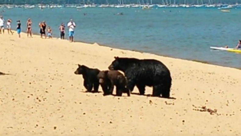 Μαμά αρκούδα και τα αρκουδάκια της στην παραλία! (vids)