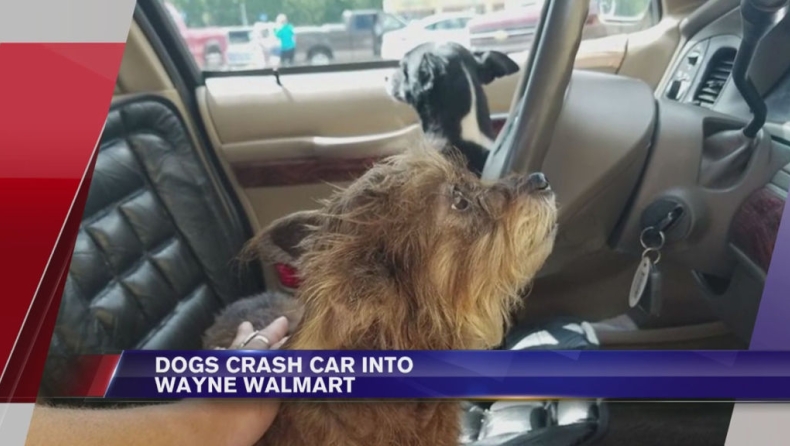 Σκύλος – οδηγός προκαλεί ατύχημα (video)