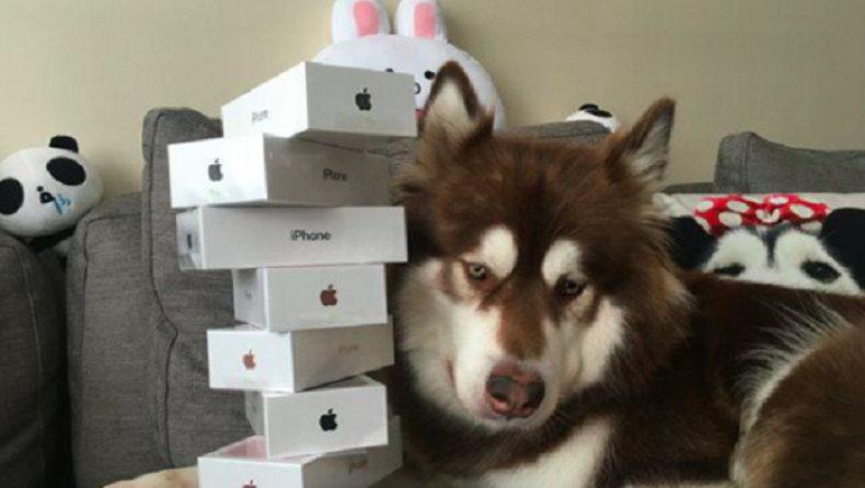 Ένας τύπος αγόρασε στον σκύλο του 8 iPhone 7! (pics)