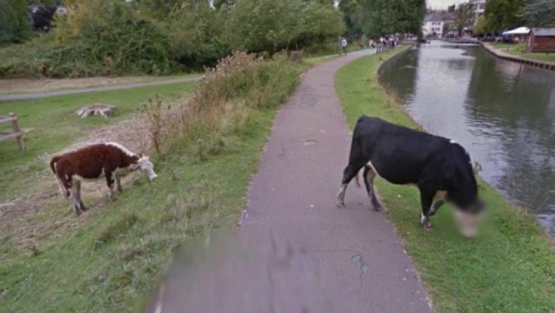 Η Google έβαλε μωσαϊκό για να κρύψει τα προσωπικά δεδομένα μιας... αγελάδας