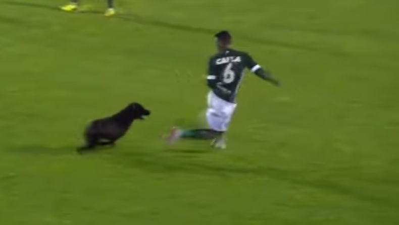 Σκύλος κυνηγούσε ποδοσφαιριστή στο γήπεδο! (vid)