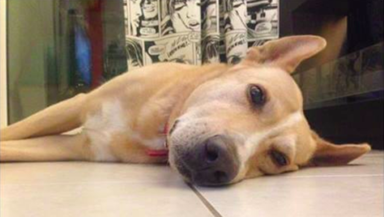 Φόλα σε σκύλο δημοσιογραφού του Alpha στο κέντρο της Αθήνας