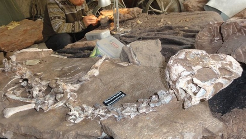 Βρέθηκε άρτιος σκελετός δεινοσαύρου 72 εκατ. ετών (pics)