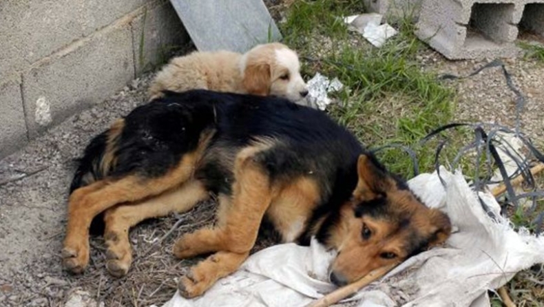 Ξανά φόλες σε αδέσποτα στην Ηλεία