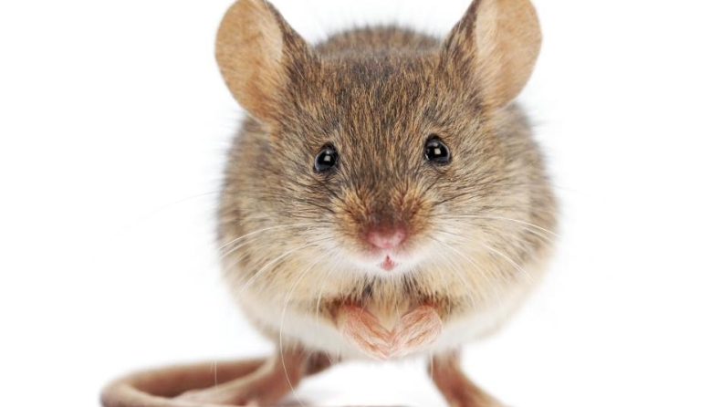 Επιστήμονες μετέτρεψαν άκακα ποντικάκια σε φονικές μηχανές!