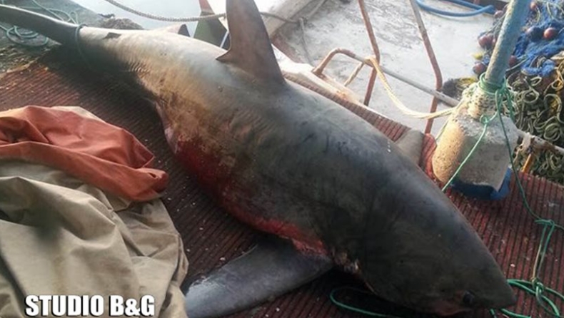 Στη Νέα Κίο ψάρεψαν καρχαρία 4 μέτρων