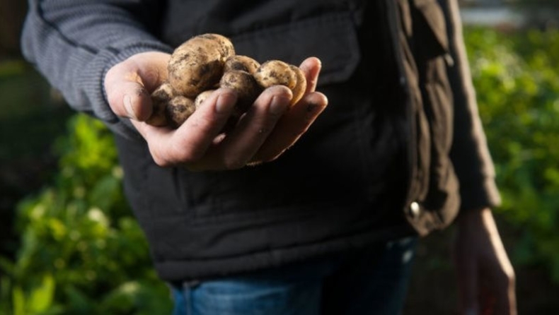 Επιστήμονες καλλιέργησαν πατάτες σε συνθήκες παρόμοιες με του πλανήτη Άρη