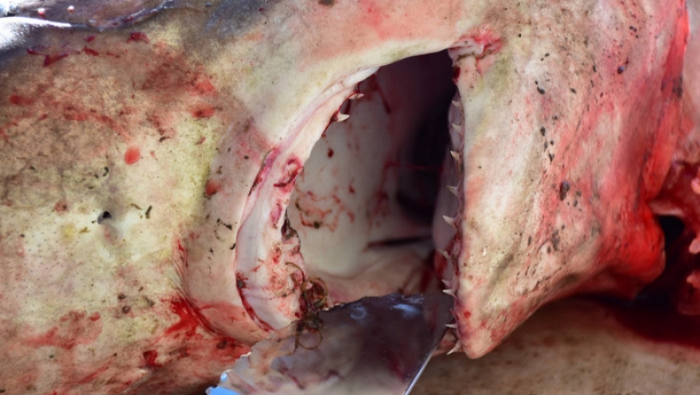 Νέα Κίος: Ψάρεψαν και δεύτερο καρχαρία μέσα σε δύο μέρες (pics & vid)