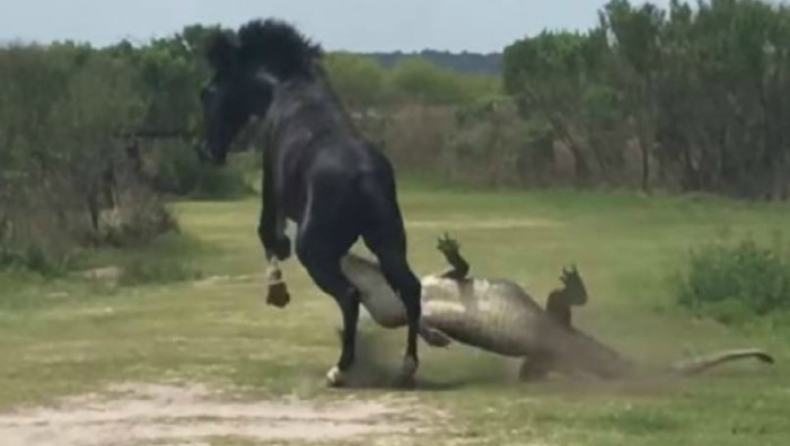 Η στιγμή που αλιγάτορας δέχεται επίθεση από άλογο (vid)