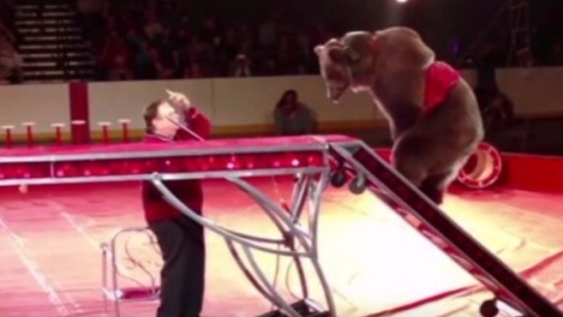 Η αρκούδα ορμάει σε κοινό τσίρκου και όλοι τρέχουν να γλιτώσουν (vid)