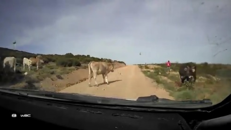 WRC εναντίον... αγελάδας! (vid)