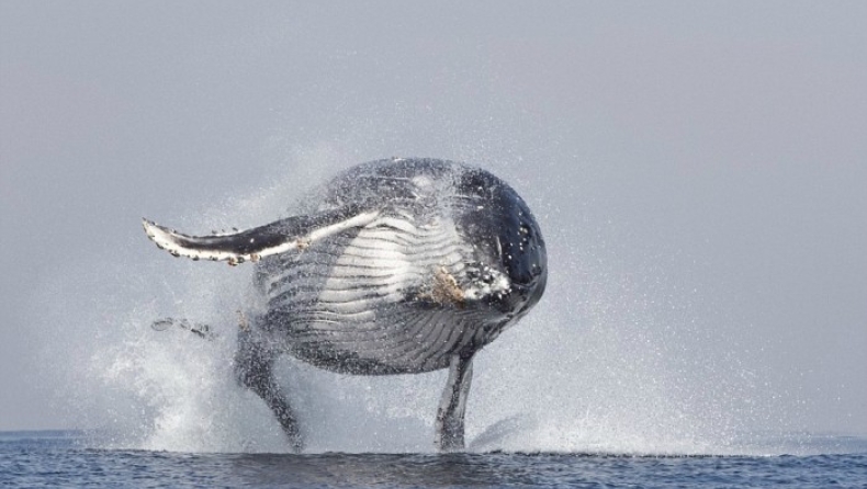 H σπάνια στιγμή που φάλαινα 40 τόνων πηδάει ολόκληρη έξω από το νερό (vid)