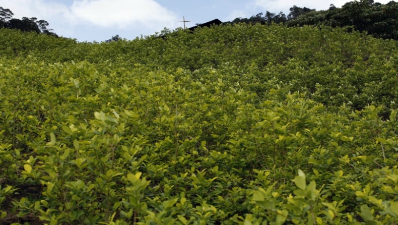 Κολομβία: Κατά 50% αυξήθηκαν οι καλλιέργειες κόκας το 2016