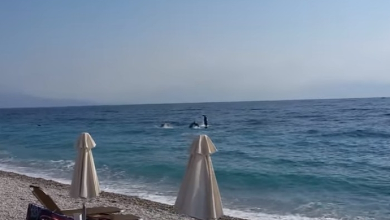 Δελφίνια βγήκαν στα ρηχά στην Ακράτα (vid)