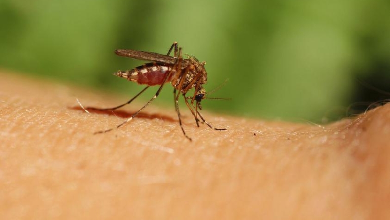 Το ΚΕΕΛΠΝΟ προειδοποιεί για κίνδυνο ελονοσίας