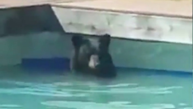 Αρκουδάκι εισέβαλε σε πισίνα σπιτιού για να δροσιστεί (vid)