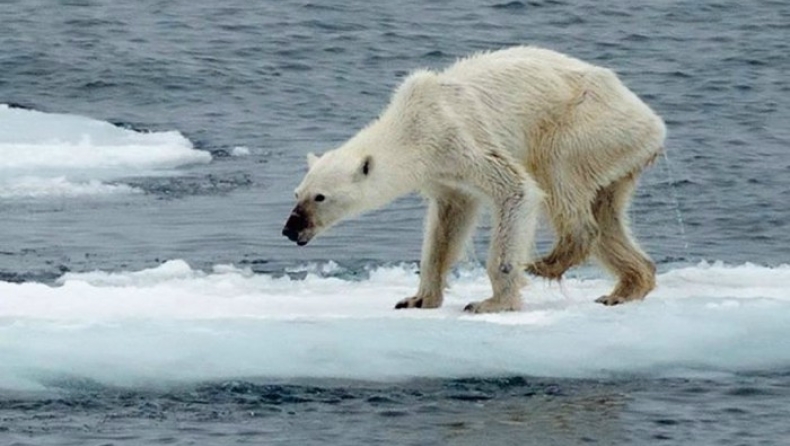 Η τραγική εικόνα μίας πολικής αρκούδας μαρτυρά το μέλλον (pic)