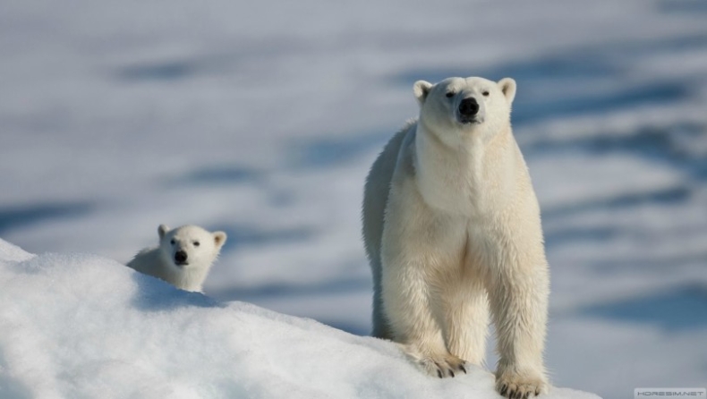 Νορβηγία: Με πρόστιμο κινδυνεύουν όσοι ενοχλούν τις πολικές αρκούδες στην Αρκτική