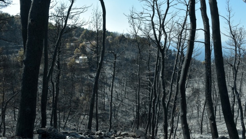 Η επόμενη μέρα της φωτιάς στην Αττική! Οδοπορικό στο καμένο δάσος (pics)