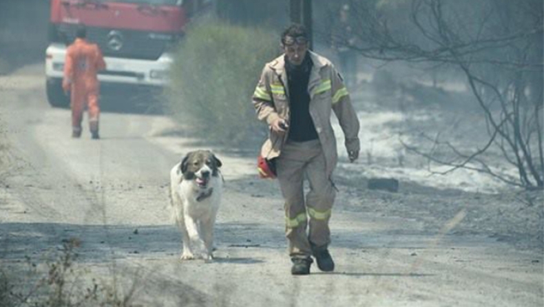 Έκκληση για τα σκυλιά που εγκαταλείφθηκαν μετά τις πυρκαγιές στη Αττική