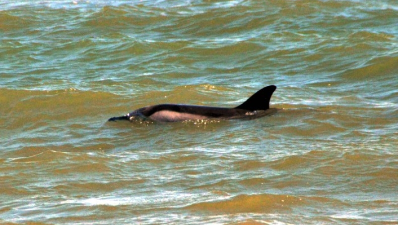 Λουόμενοι έσωσαν δελφίνι στην Ισπανία (vid)