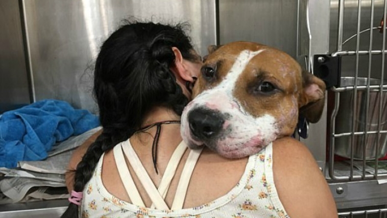 Ένας σκύλος διασώθηκε από τυφώνα και παίρνει την πρώτη αληθινή αγκαλιά (pics & vid)