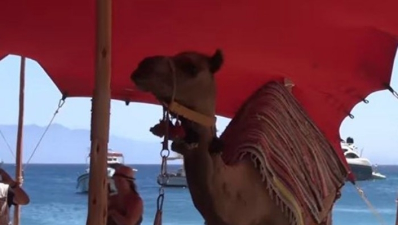 Μέχρι και καμήλες έφεραν για τη συναυλία του Ρέμου στο Nammos! (pics & vid)