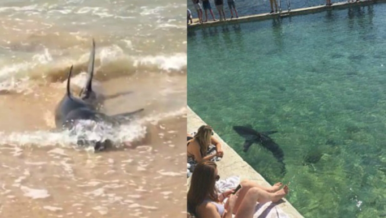 Λευκός καρχαρίας βγήκε στα ρηχά σε παραλία της Αυστραλίας (pics & vid)