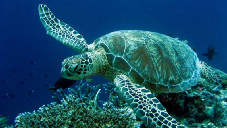 Απελευθέρωσαν θαλάσσια χελώνα στο Ρέθυμνο (pic)
