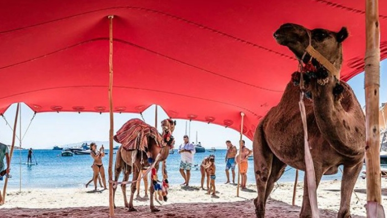 H αστυνομία κατάγγειλε τις καμήλες στη Μύκονο