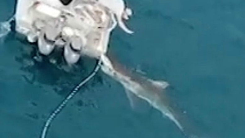 Τεράστιος λευκός καρχαρίας πλησιάζει μικρό σκάφος, αλλά ο ψαράς το πήρε ψύχραιμα (vid)