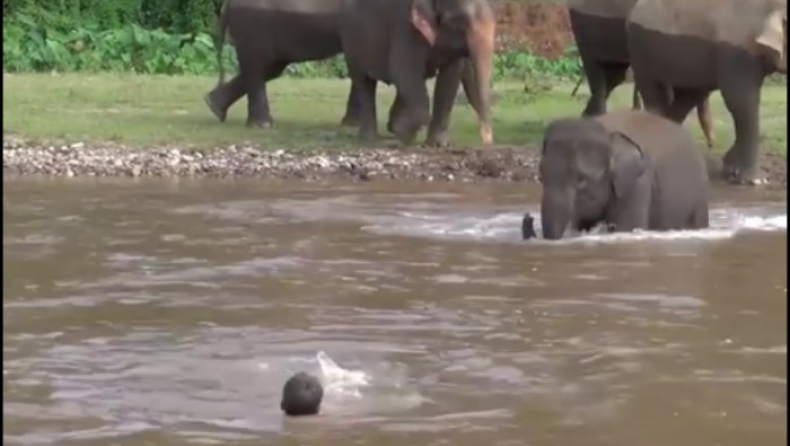 «Διασώστης» ελέφαντας προστατεύει έναν άντρα που παρασύρθηκε από ποτάμι (vid)