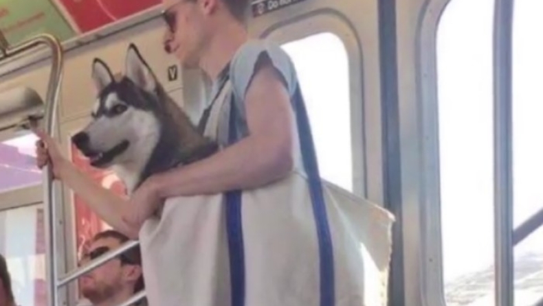 Το μετρό της Νέας Υόρκης απαγόρευσε τα σκυλιά, όμως εκείνα... δεν πτοήθηκαν ιδιαίτερα (pics & vid)