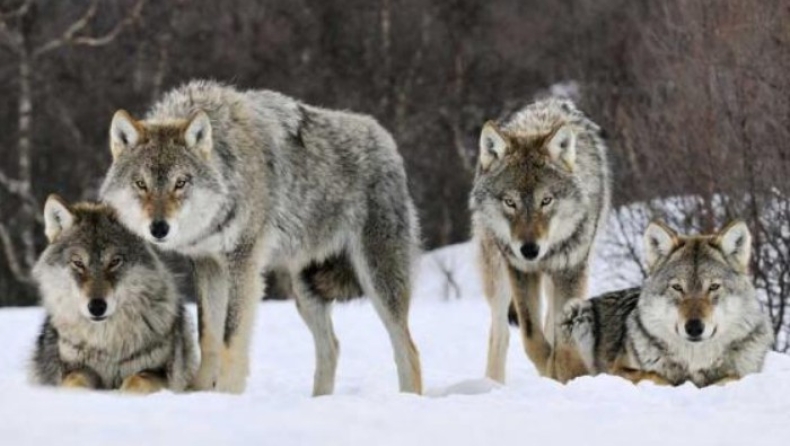 Επιθέσεις λύκων σε κυνηγόσκυλα στην Ξάνθη