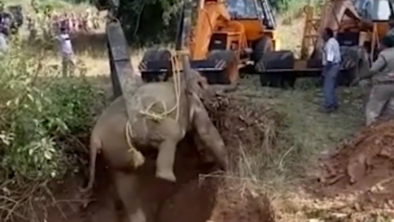 Σήκωσαν με γερανό, ελέφαντα που είχε παγιδευτεί σε πηγάδι (pics & vid)