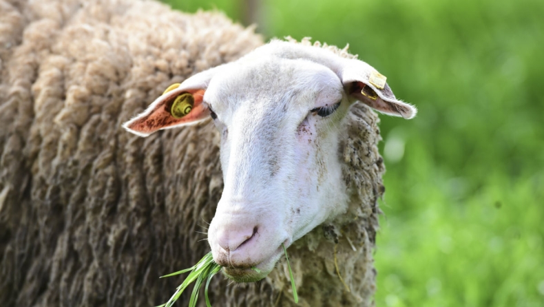 Τα πρόβατα είναι ικανά να αναγνωρίσουν ανθρώπινα πρόσωπα από φωτογραφίες!