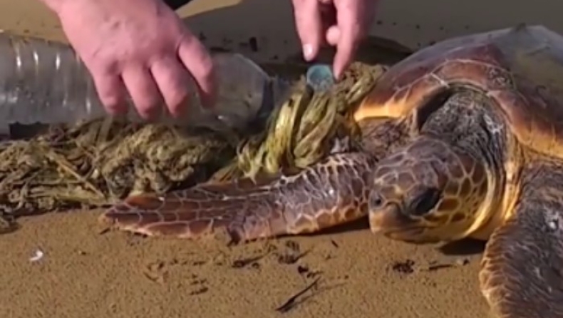 Η σωτηρία μίας θαλάσσιας χελώνας που είχε μπλεχτεί στα ανθρώπινα σκουπίδια (pics & vid)
