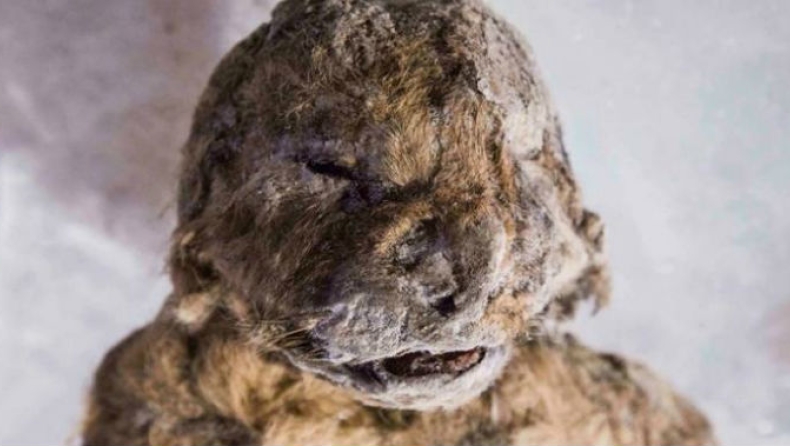 Επιστήμονες μελετούν την κλωνοποίηση λιονταριού ηλικίας 50.000 ετών (pics & vid)
