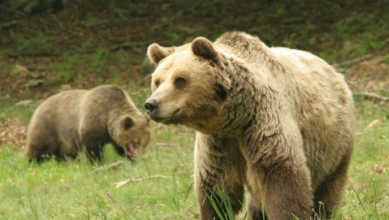 Πέθανε ο «Μήτσος», η γνωστότερη αρκούδα του «Αρκτούρου» (pic)