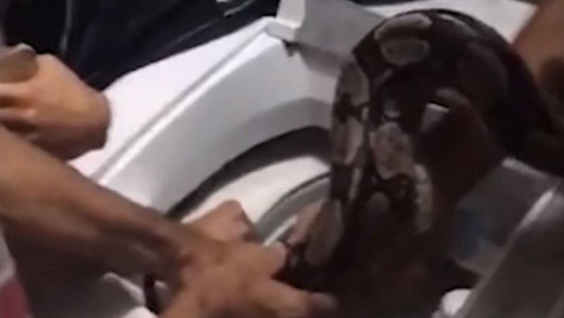 Μία οικογένεια βρήκε τεράστιο φίδι μέσα στο πλυντήριο! (vid)